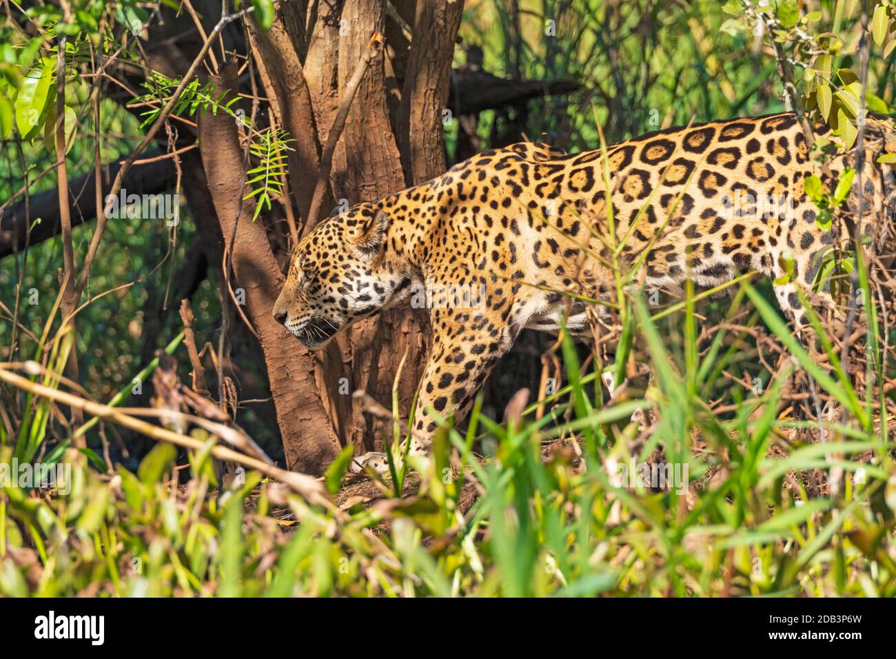 Jaguar marchant dans la jungle dans le Pantanal au Brésil Banque D'Images