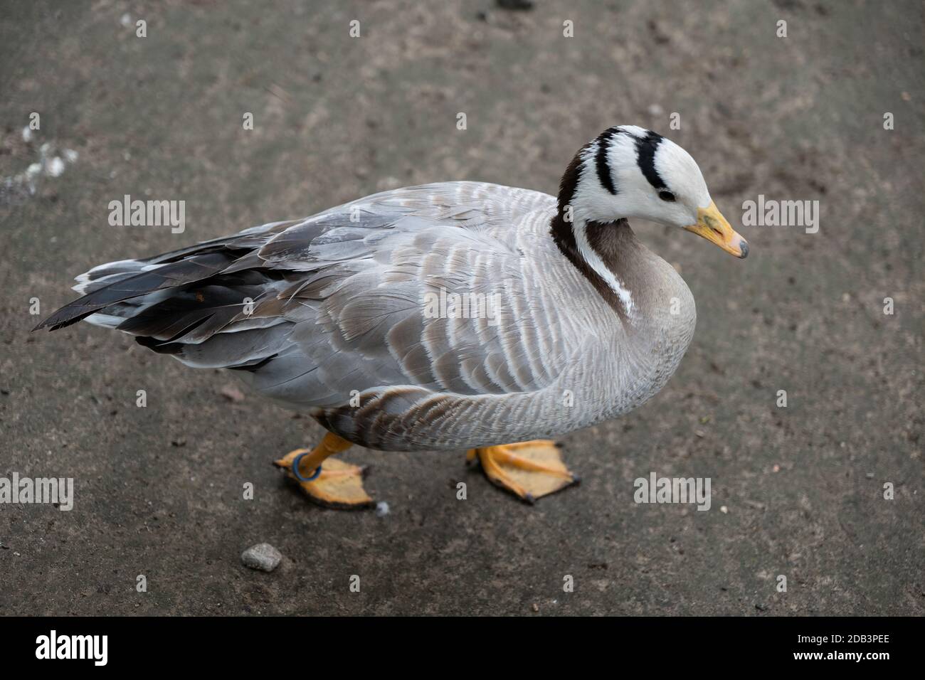 Bernache à tête de bar (Anser indicus), région indigène des oiseaux: Asie centrale, famille: Anatidae Banque D'Images