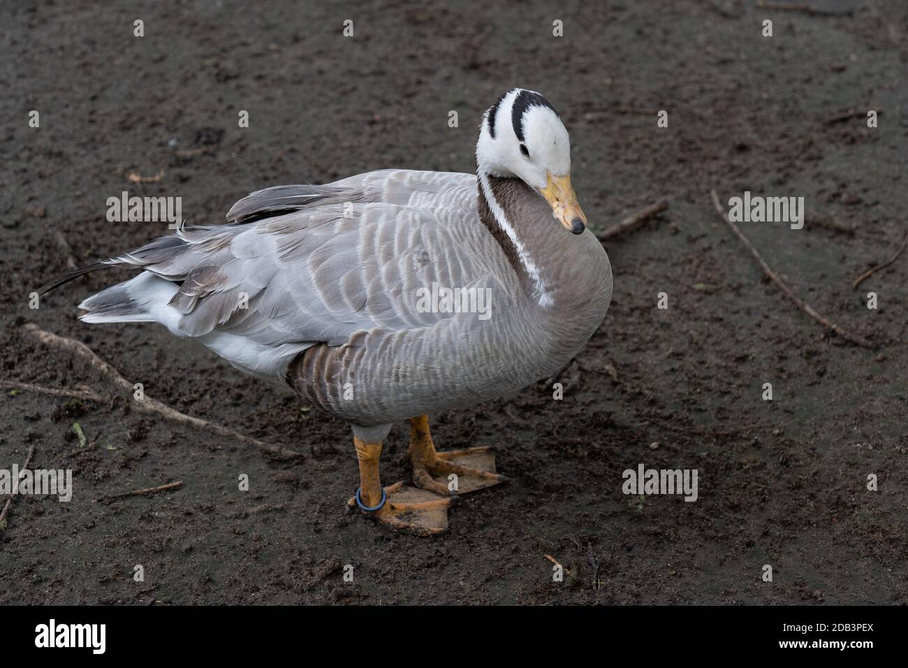 Bernache à tête de bar (Anser indicus), région indigène des oiseaux: Asie centrale, famille: Anatidae Banque D'Images