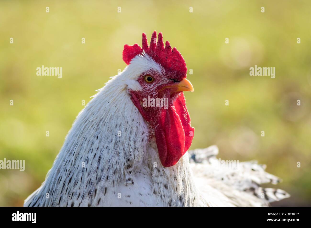 Poulet blanc à la corne de brume gros plan vert espace de copie Banque D'Images