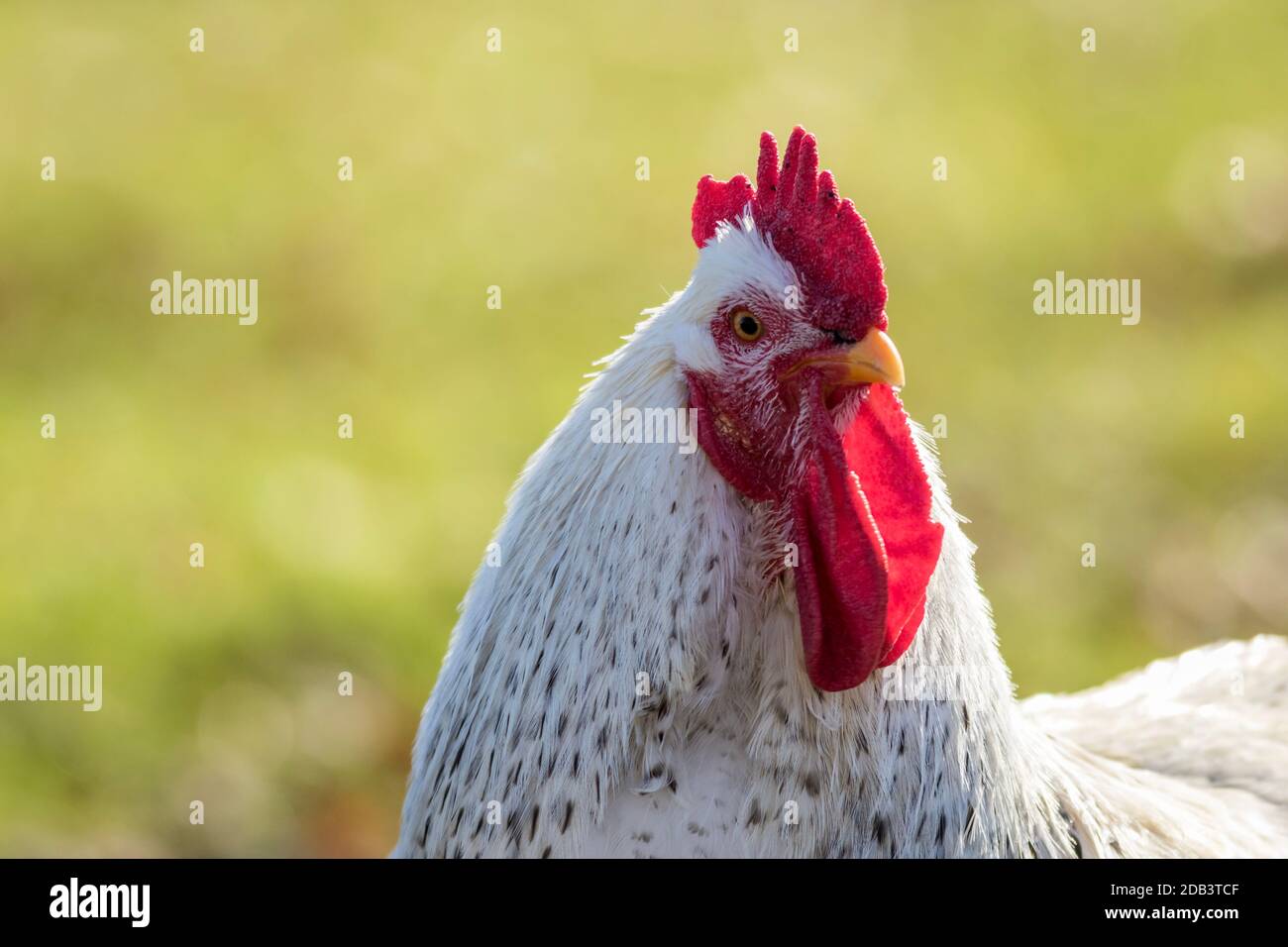 Poulet blanc à la corne de brume gros plan vert espace de copie Banque D'Images