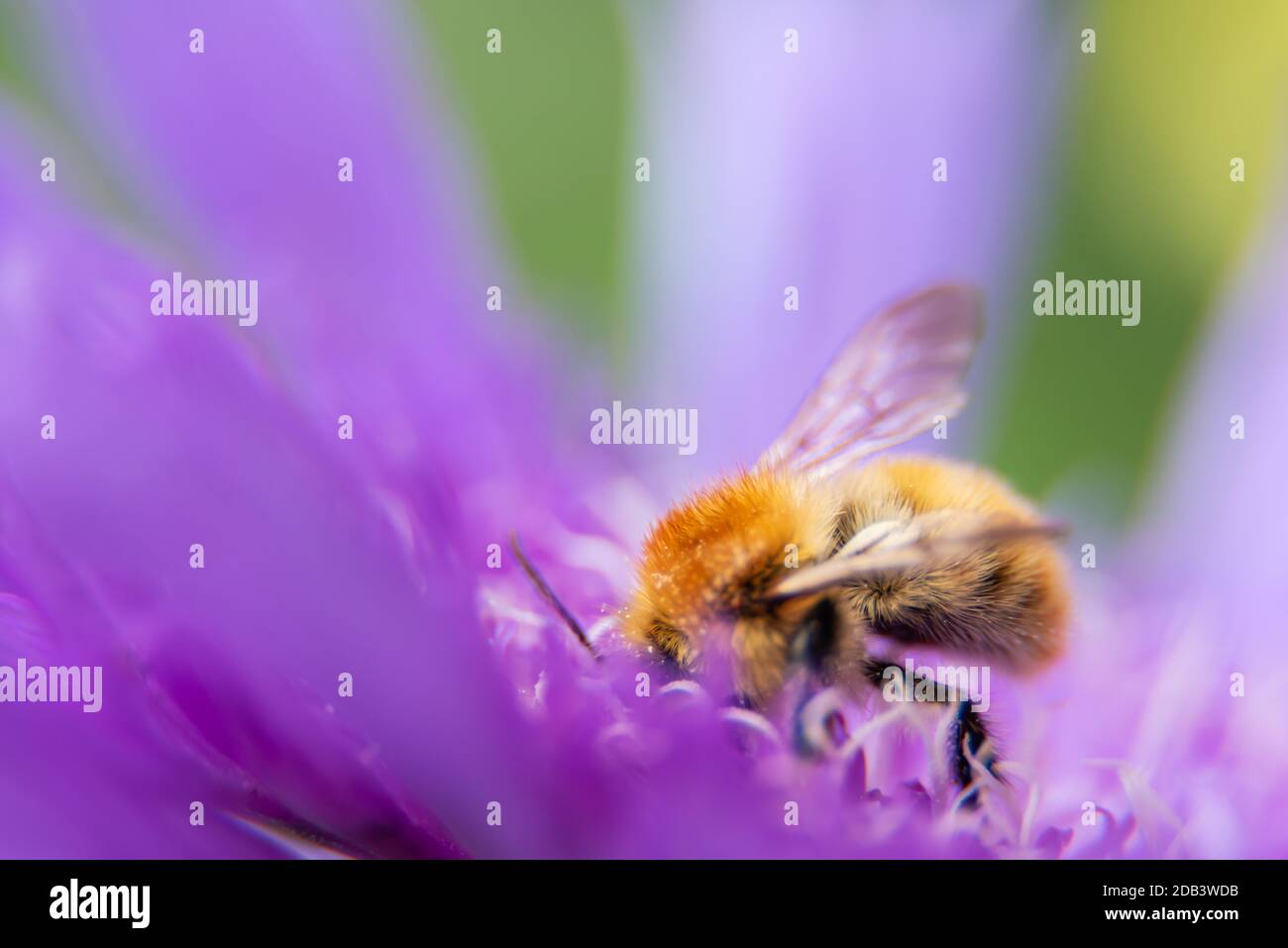 L'abeille se nourrissant sur la fleur pourpre. Septembre 2020 Banque D'Images