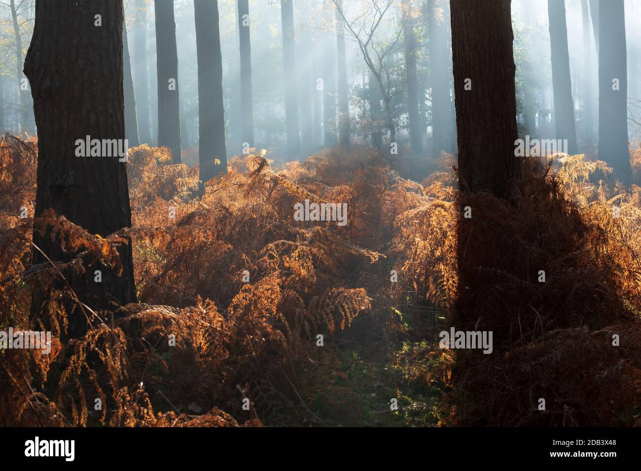 Bois de pin rétroéclairé avec saumâtre rouillé le matin brumeux i. Roudham, novembre 2020 Banque D'Images