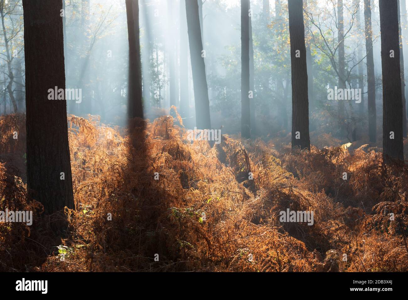 Bois de pin rétroéclairé avec saumâtre rouillé le matin brumeux ii. Roudham, novembre 2020 Banque D'Images