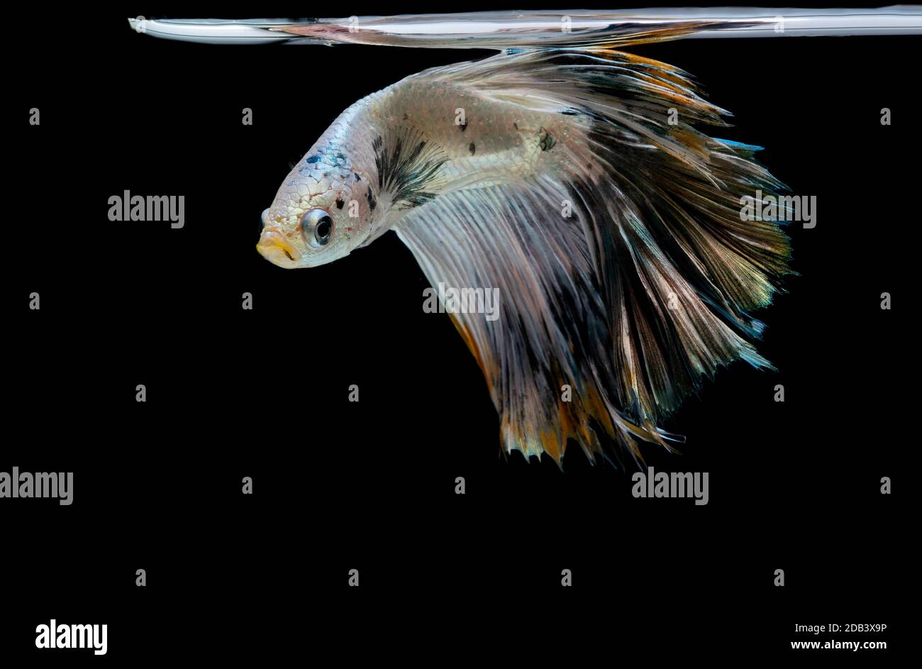 Betta Fish, Betta splendens, Siamois combattant les poissons sur fond noir. Banque D'Images Betta Fish, Betta splendens, Siamois combattant les poissons sur fond noir. Banque D'Images