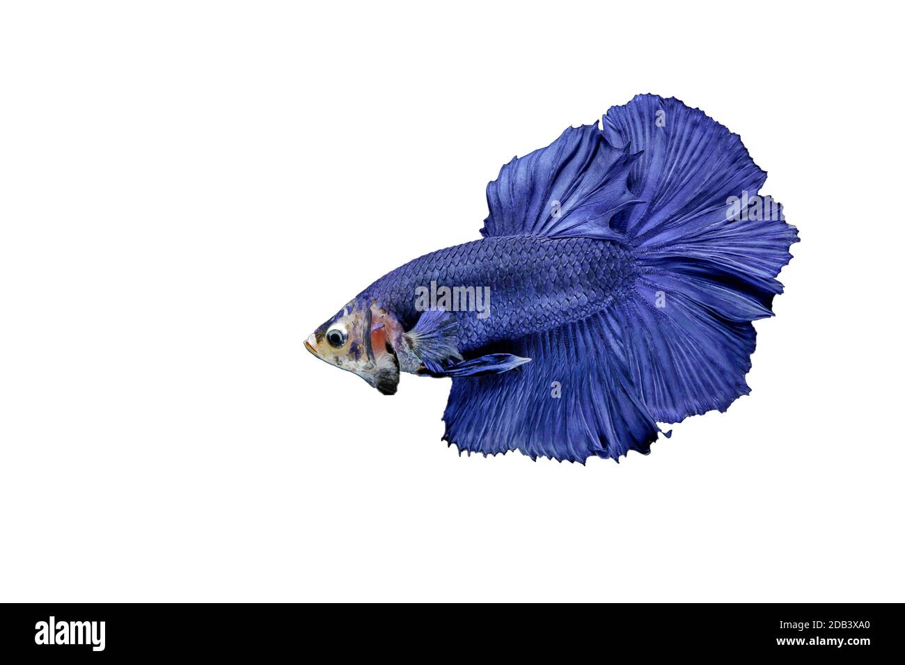 Betta Fish, Betta splendens, Siamois combattant les poissons sur fond blanc. Banque D'Images Betta Fish, Betta splendens, Siamois combattant les poissons sur fond blanc. Banque D'Images