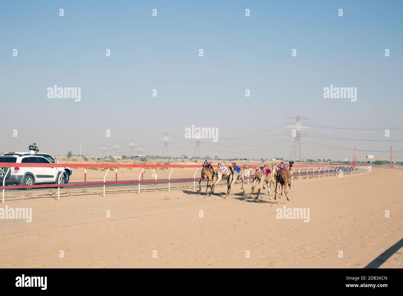 Emirats Arabes Unis / Al Dhaid / la voiture se déplace le long des chameaux tandis que la course se déroule, permettant aux propriétaires de dicter la vitesse du fouet du robot. Banque D'Images