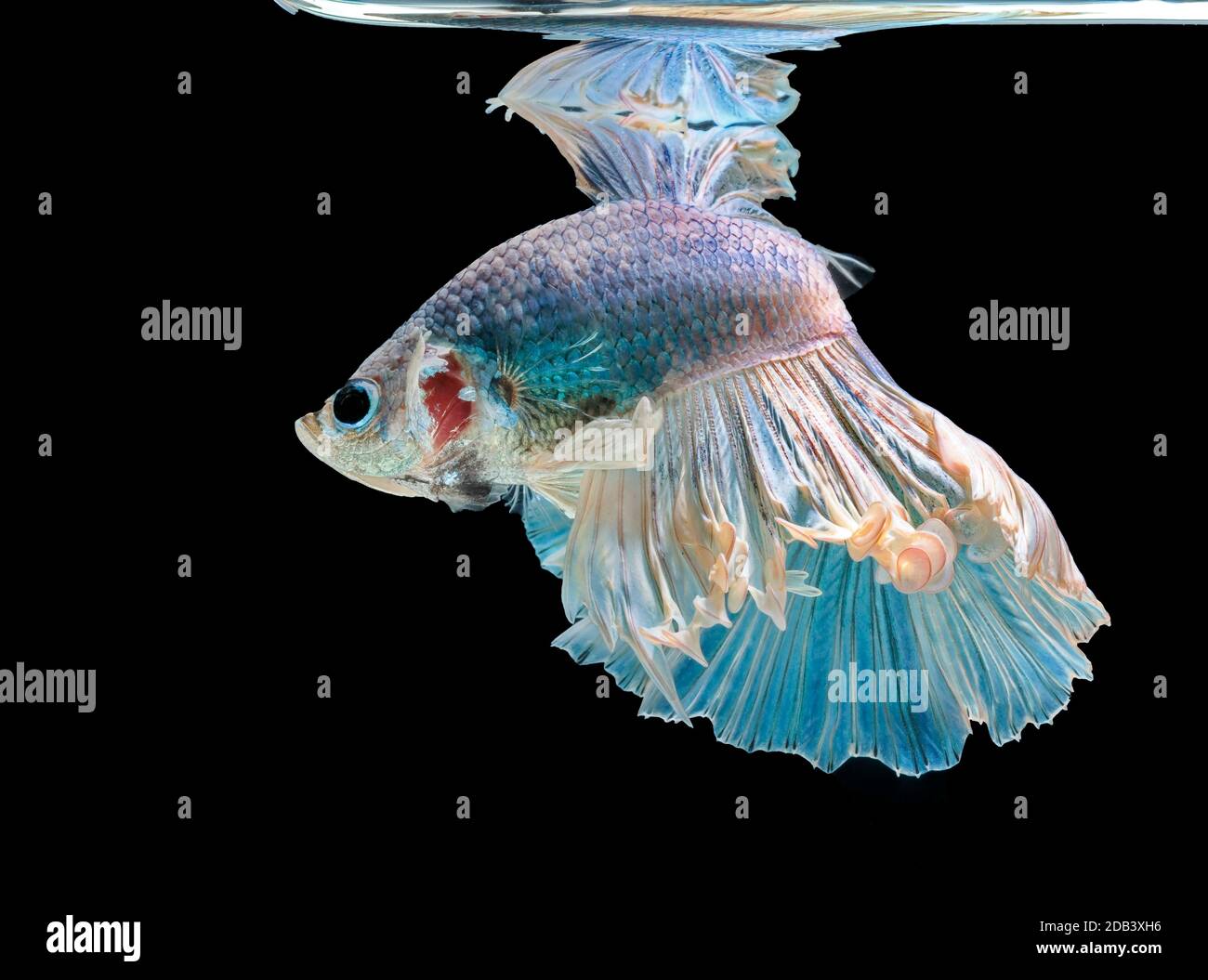 Les poissons de combat siamois combattent le poisson bleu, Betta splendens, Betta Fish, Halfmoon Betta. Banque D'Images Les poissons de combat siamois combattent le poisson bleu, Betta splendens, Betta Fish, Halfmoon Betta. Banque D'Images
