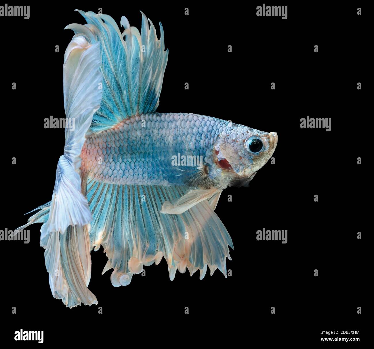 Les poissons de combat siamois combattent le poisson bleu, Betta splendens, Betta Fish, Halfmoon Betta. Banque D'Images Les poissons de combat siamois combattent le poisson bleu, Betta splendens, Betta Fish, Halfmoon Betta. Banque D'Images