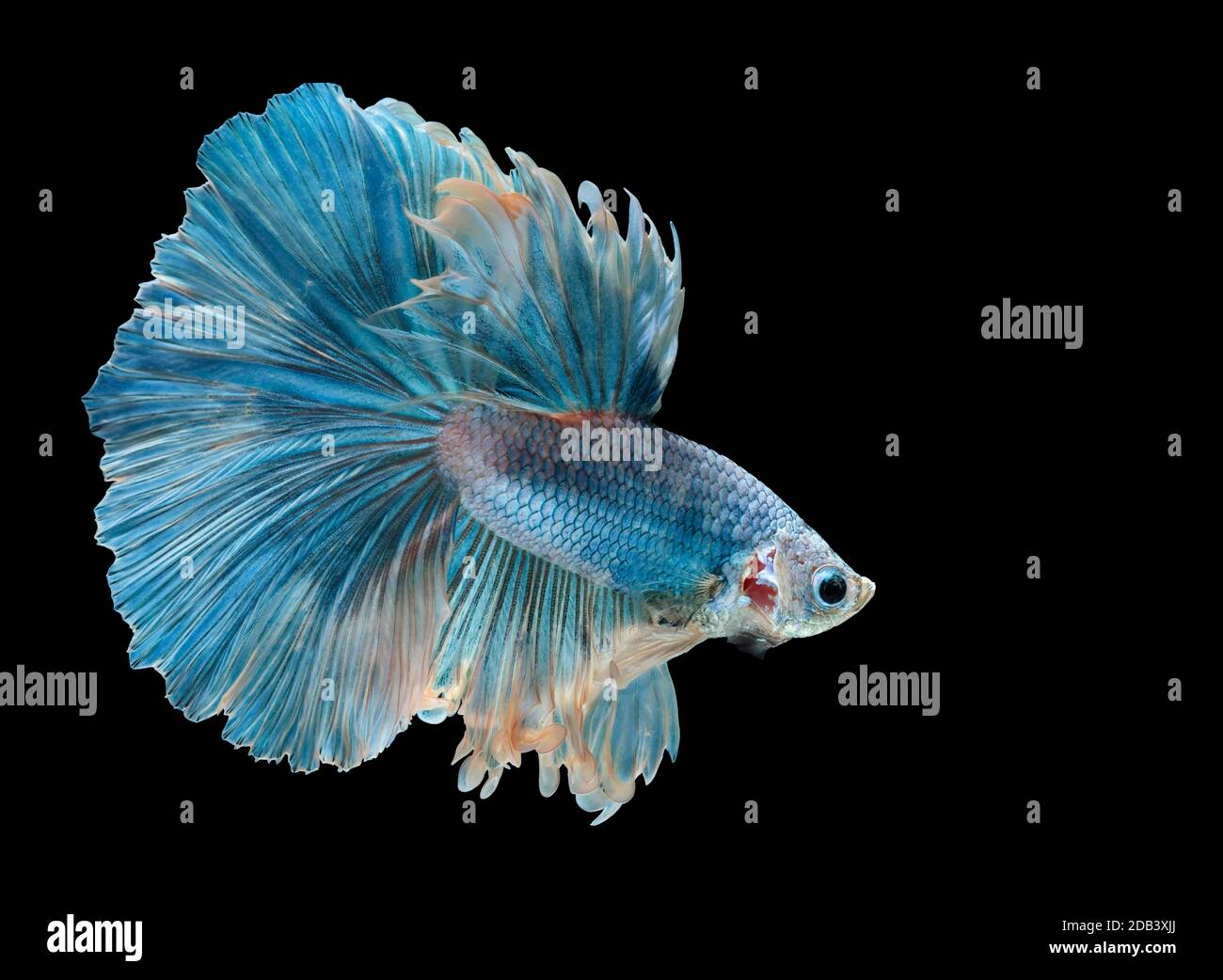 Les poissons de combat siamois combattent le poisson bleu, Betta splendens, Betta Fish, Halfmoon Betta. Banque D'Images Les poissons de combat siamois combattent le poisson bleu, Betta splendens, Betta Fish, Halfmoon Betta. Banque D'Images