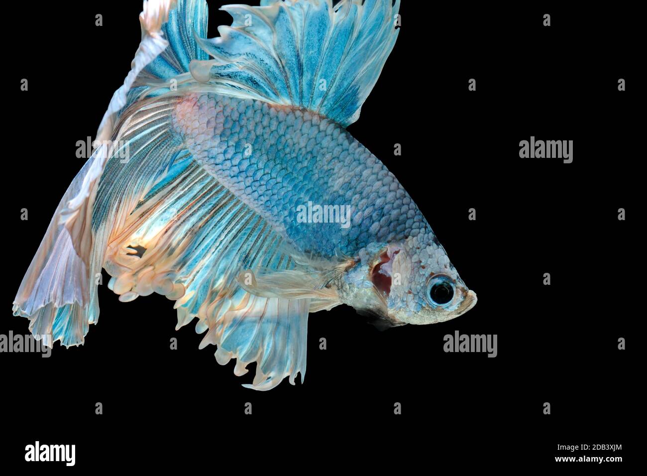 Les poissons de combat siamois combattent le poisson bleu, Betta splendens, Betta Fish, Halfmoon Betta. Banque D'Images Les poissons de combat siamois combattent le poisson bleu, Betta splendens, Betta Fish, Halfmoon Betta. Banque D'Images