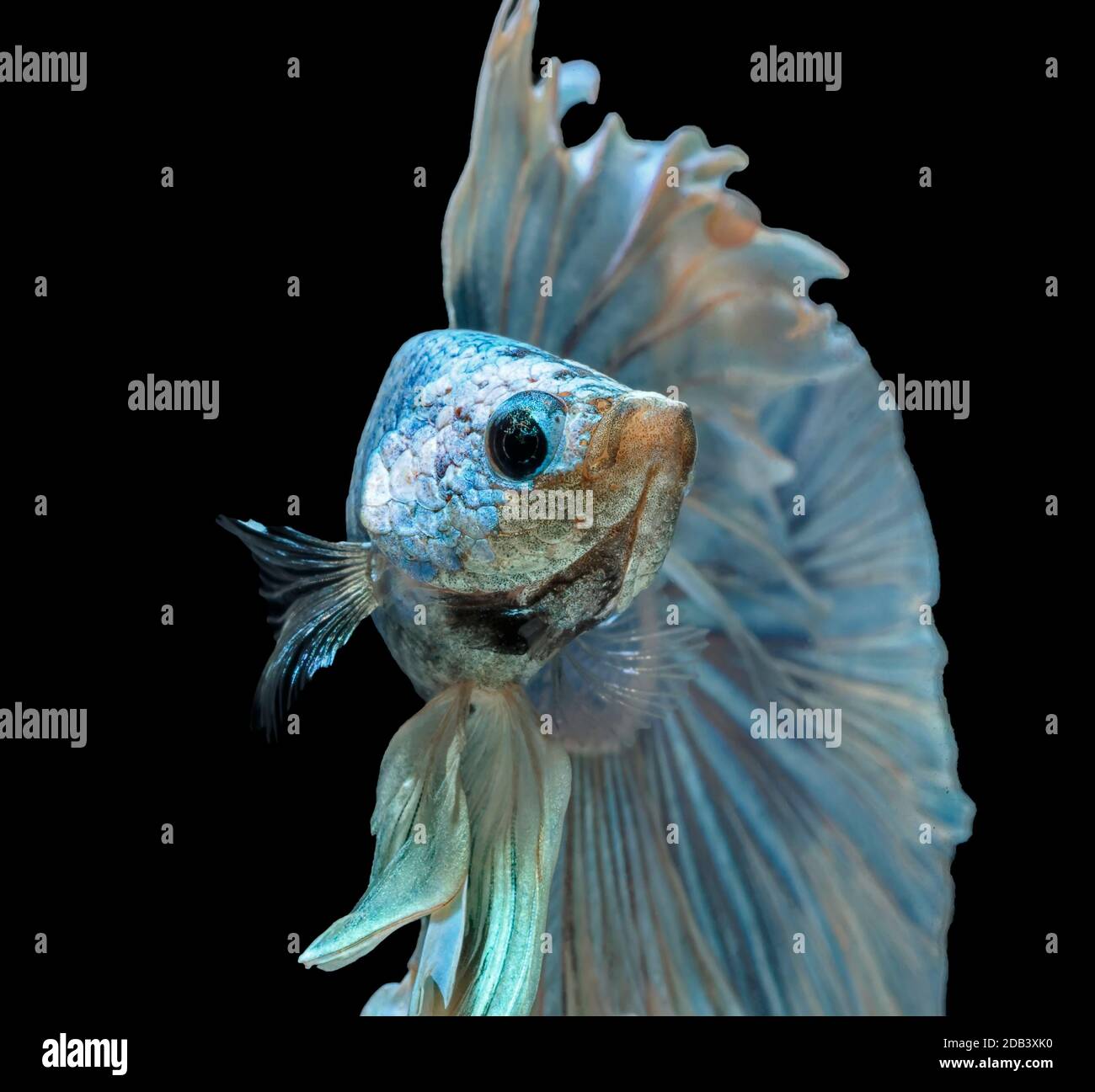 Les poissons de combat siamois combattent le poisson bleu, Betta splendens, Betta Fish, Halfmoon Betta. Banque D'Images Les poissons de combat siamois combattent le poisson bleu, Betta splendens, Betta Fish, Halfmoon Betta. Banque D'Images