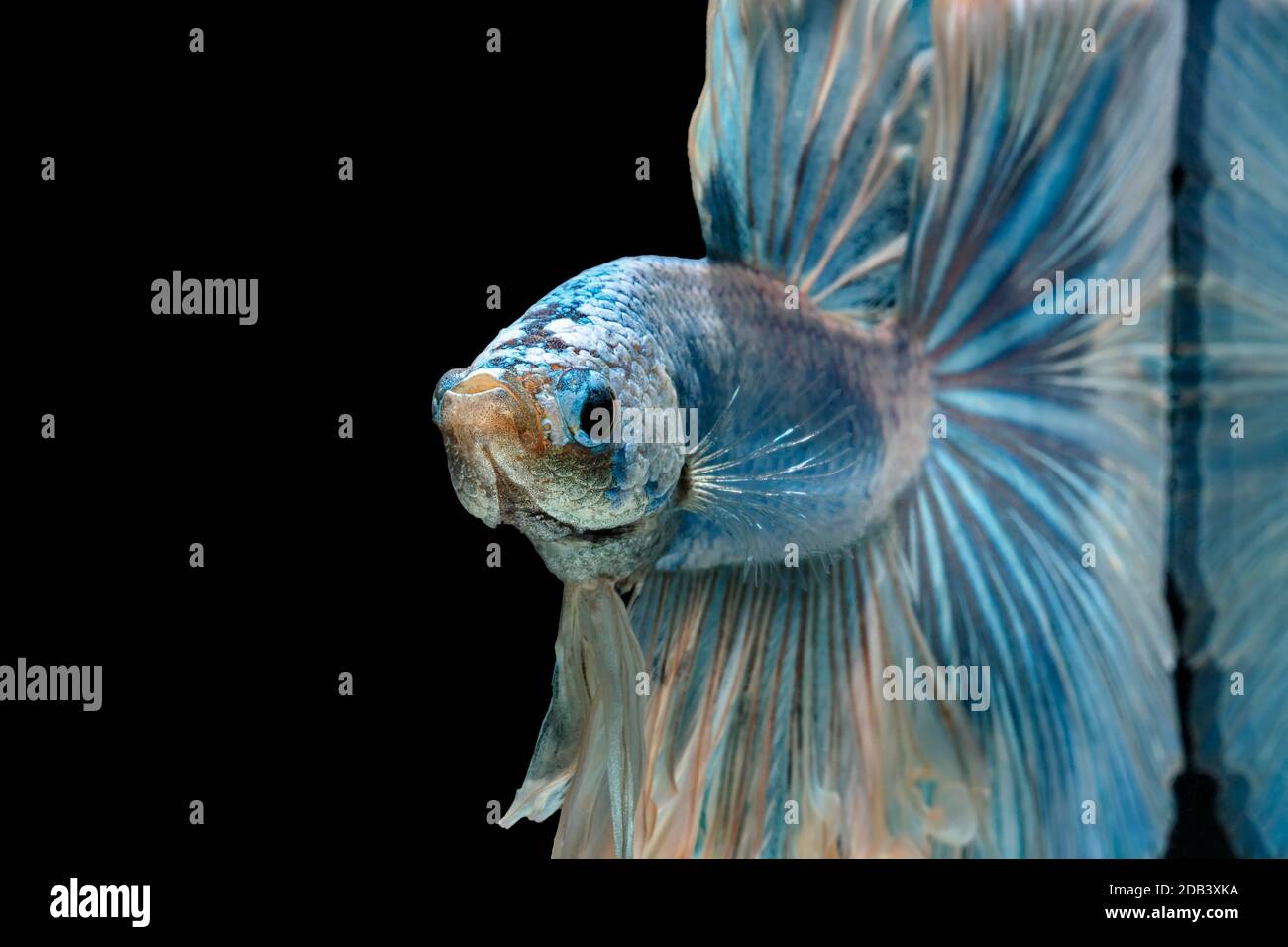 Les poissons de combat siamois combattent le poisson bleu, Betta splendens, Betta Fish, Halfmoon Betta. Banque D'Images Les poissons de combat siamois combattent le poisson bleu, Betta splendens, Betta Fish, Halfmoon Betta. Banque D'Images