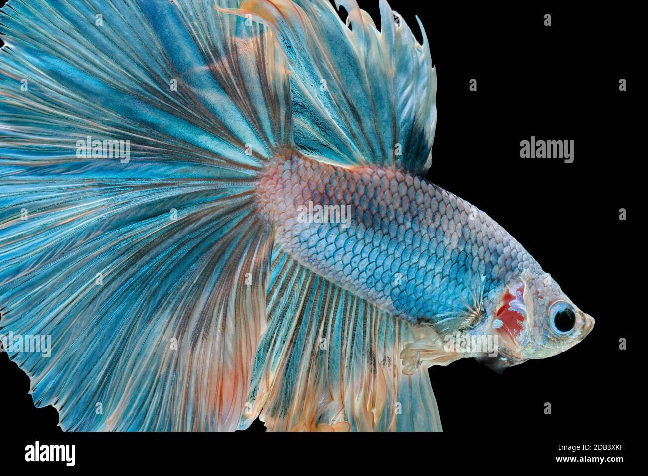 Les poissons de combat siamois combattent le poisson bleu, Betta splendens, Betta Fish, Halfmoon Betta. Banque D'Images Les poissons de combat siamois combattent le poisson bleu, Betta splendens, Betta Fish, Halfmoon Betta. Banque D'Images