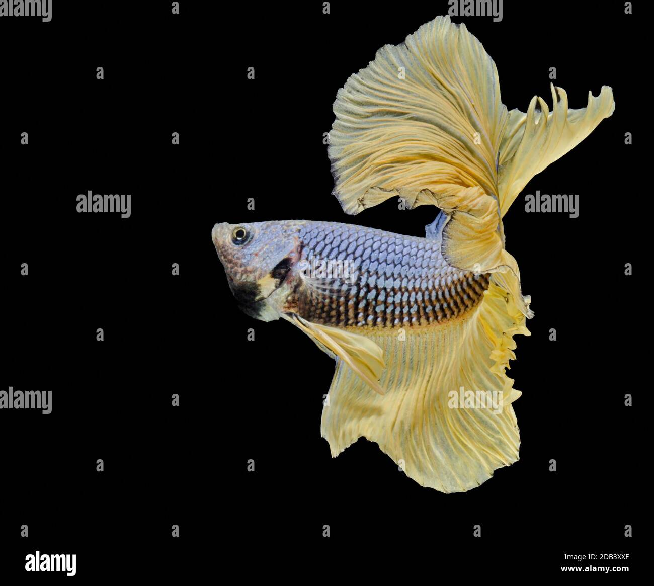 Les poissons de combat siamois combattent les poissons jaunes, Betta splendens, Betta Fish, Halfmoon Betta. Banque D'Images Les poissons de combat siamois combattent les poissons jaunes, Betta splendens, Betta Fish, Halfmoon Betta. Banque D'Images