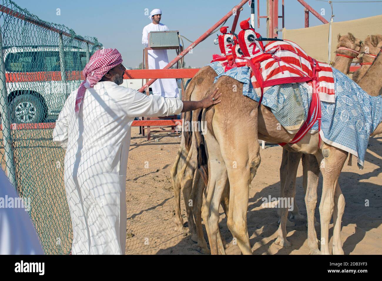 Emirats Arabes Unis / Al Dhaid / Camel Race Track dans la région centrale de l'émirat de Sharjah aux Emirats Arabes Unis. Au fur et à mesure que les courses se déroulent Banque D'Images