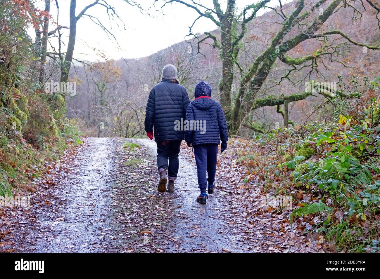 Vue arrière de l'arrière du garçon 10 ou 11 à pied marche avec la mère à l'extérieur en automne par temps froid et humide Le long de la ruelle de campagne Carmarthenshire pays de Galles Royaume-Uni KATHY DEWITT Banque D'Images