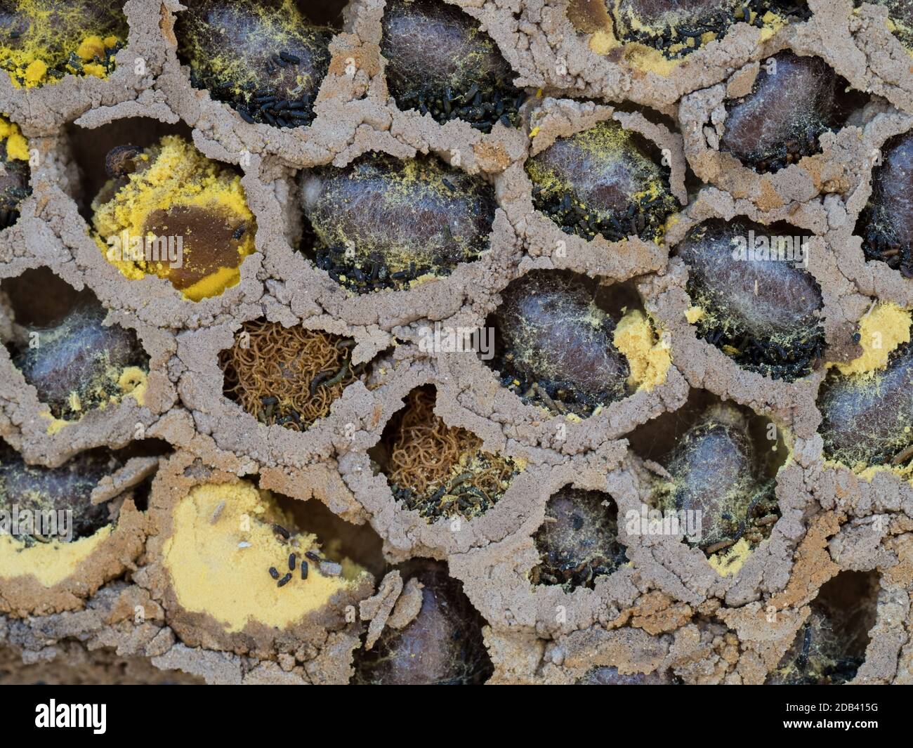 Un gros plan macro de nid d'abeille Mason solitaire exposé révélant la paroi de la cavité présente le pollen du nectar des œufs de pupa lavae contient compartiment à boue Banque D'Images