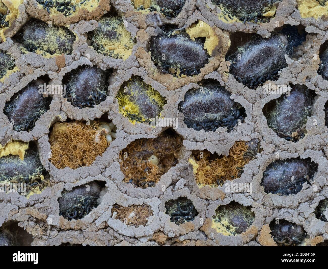 Un gros plan macro de nid d'abeille Mason solitaire exposé révélant la paroi de la cavité présente le pollen du nectar des œufs de pupa lavae contient compartiment à boue Banque D'Images