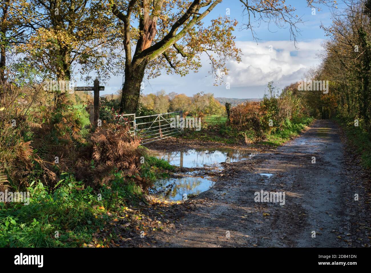 Route de campagne humide et étroite dans les zones rurales du sud du pays de Galles. Banque D'Images