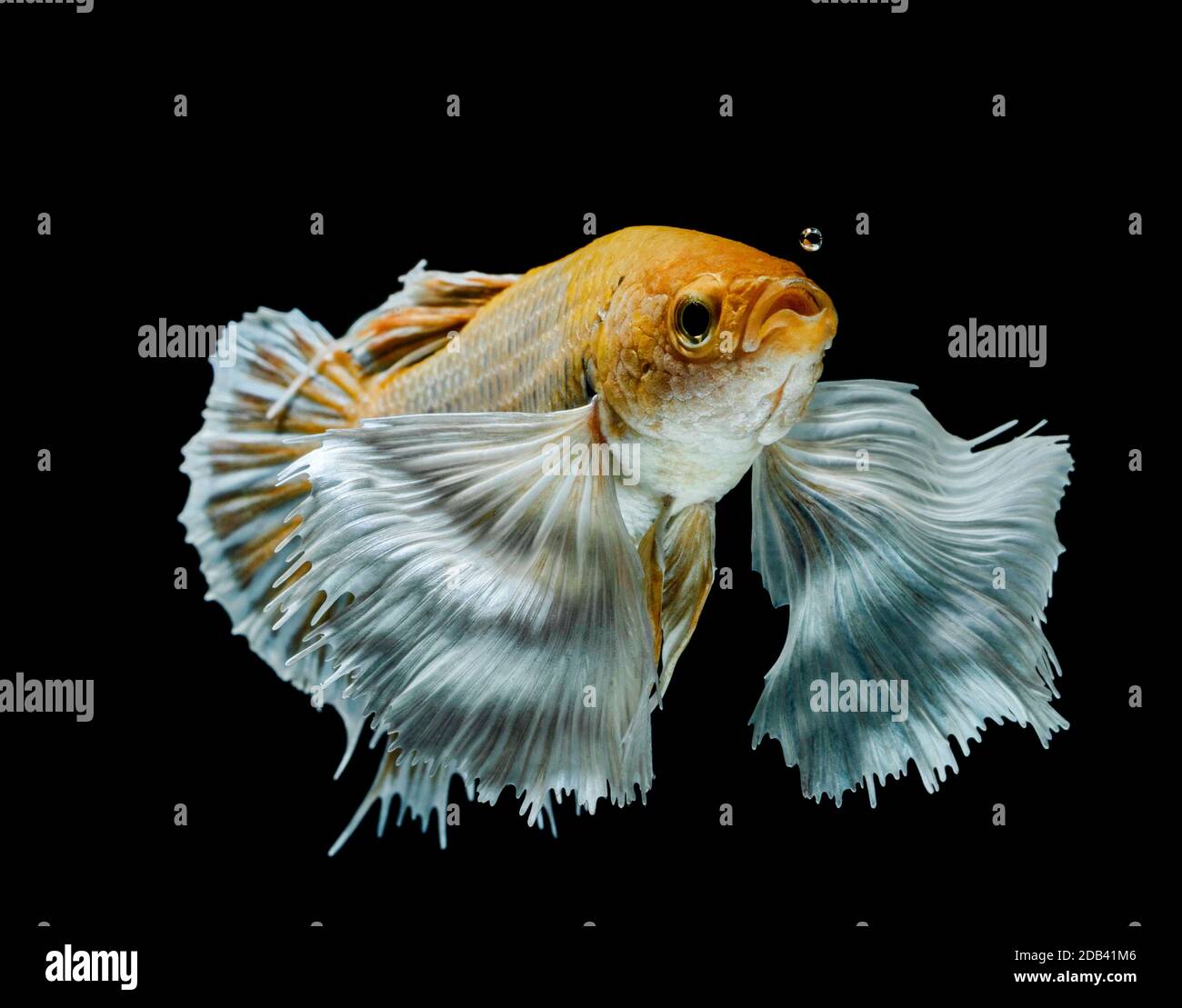 Les poissons de combat siamois combattent les poissons jaunes, Betta splendens, Betta Fish, Halfmoon Betta. Banque D'Images Les poissons de combat siamois combattent les poissons jaunes, Betta splendens, Betta Fish, Halfmoon Betta. Banque D'Images