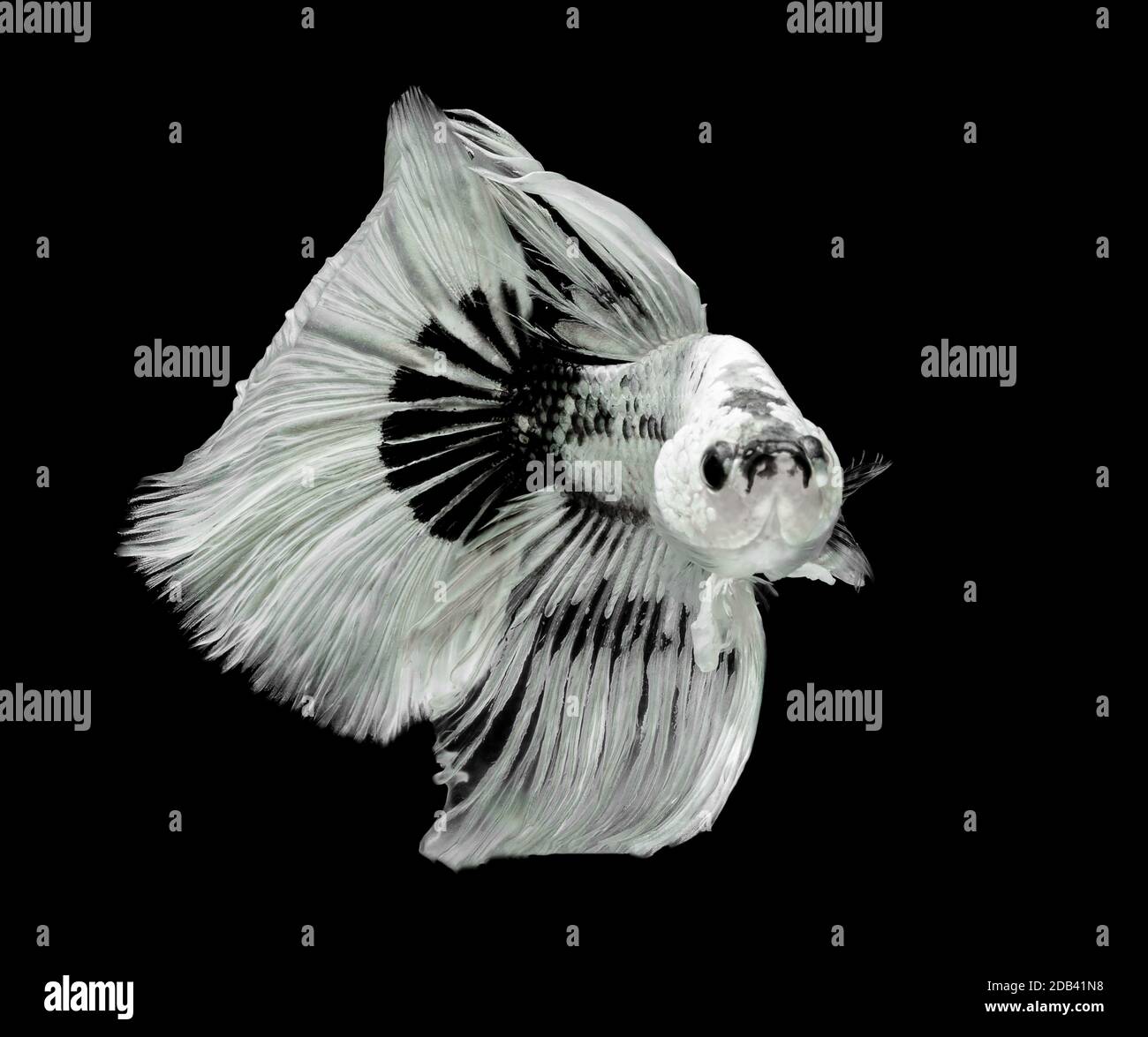 Poisson de combat siamois, toile de fond noire, Betta splendens, Betta Fish, Halfmoon Betta. Banque D'Images Poisson de combat siamois, toile de fond noire, Betta splendens, Betta Fish, Halfmoon Betta. Banque D'Images