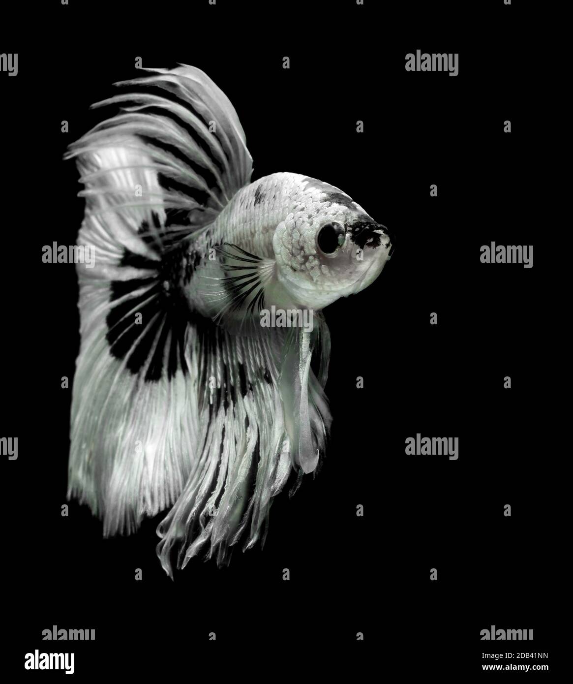Poisson de combat siamois, toile de fond noire, Betta splendens, Betta Fish, Halfmoon Betta. Banque D'Images Poisson de combat siamois, toile de fond noire, Betta splendens, Betta Fish, Halfmoon Betta. Banque D'Images