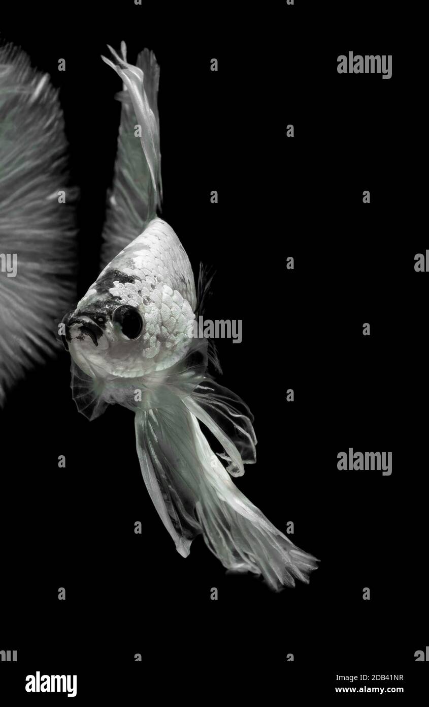 Poisson de combat siamois, toile de fond noire, Betta splendens, Betta Fish, Halfmoon Betta. Banque D'Images Poisson de combat siamois, toile de fond noire, Betta splendens, Betta Fish, Halfmoon Betta. Banque D'Images