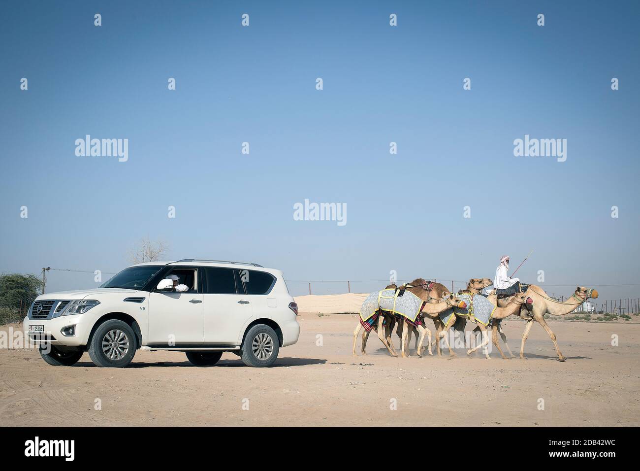 Emirats Arabes Unis / Al Dhaid / Camel Race in Région centrale de l'émirat de Sharjah aux États-Unis Émirats arabes voyant des animaux flanqués d'étendues Banque D'Images