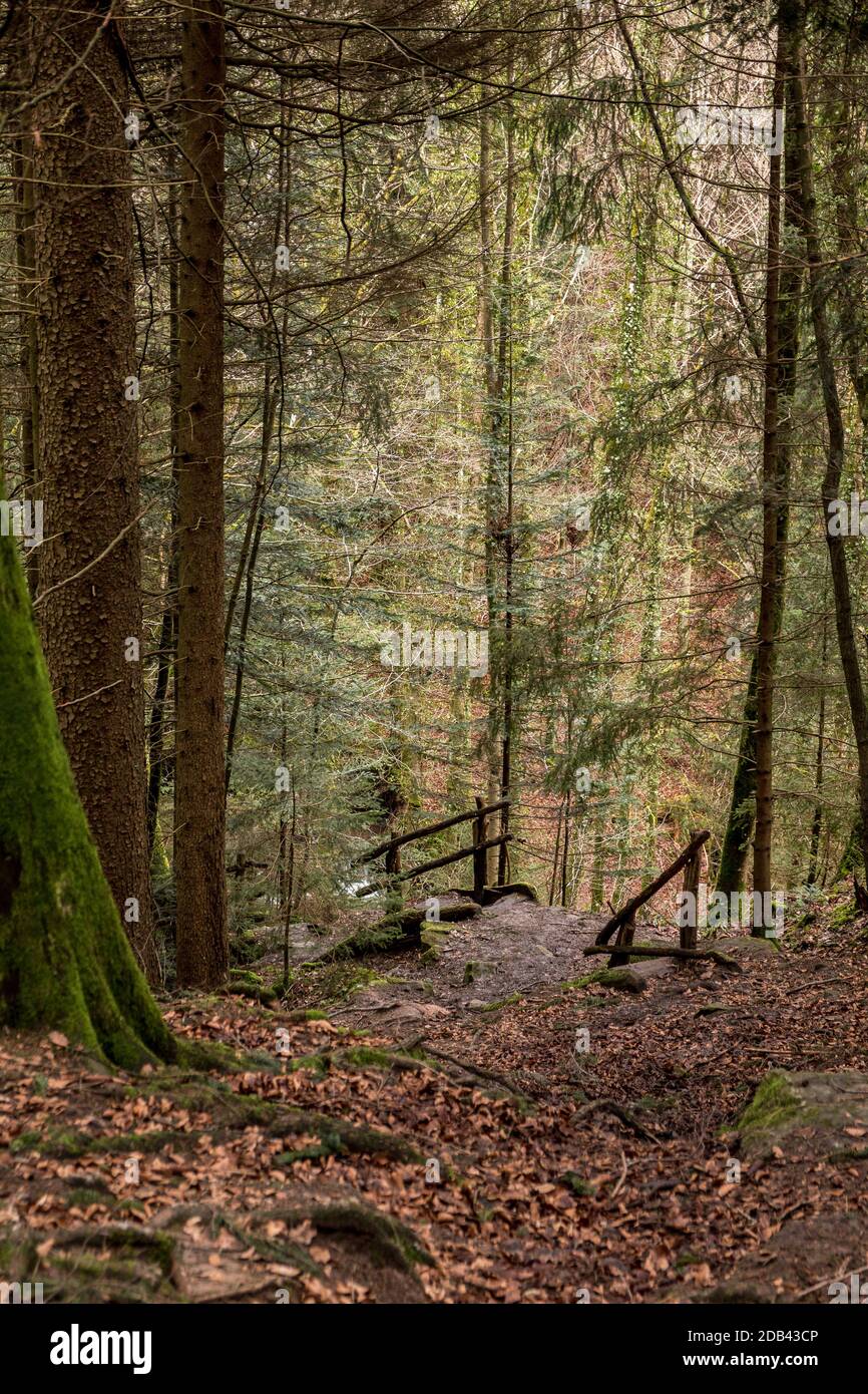 Escalier menant au canyon et au ruisseau au milieu de la forêt Banque D'Images