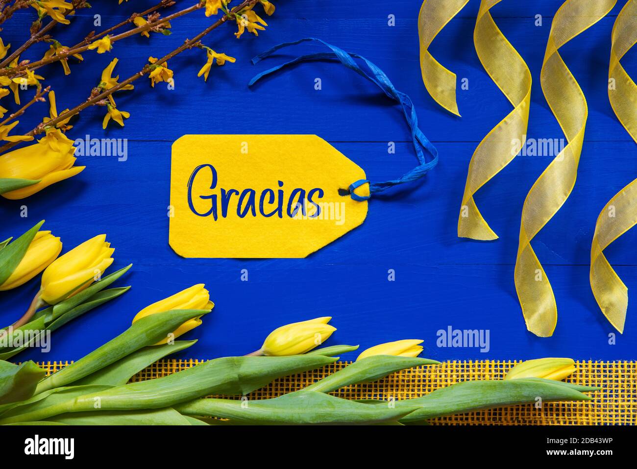 Étiquette avec texte espagnol Gracias signifie Merci. Fleurs de printemps jaunes comme tulipe et branches. Décoration de fête avec ruban. Fond en bois bleu Banque D'Images