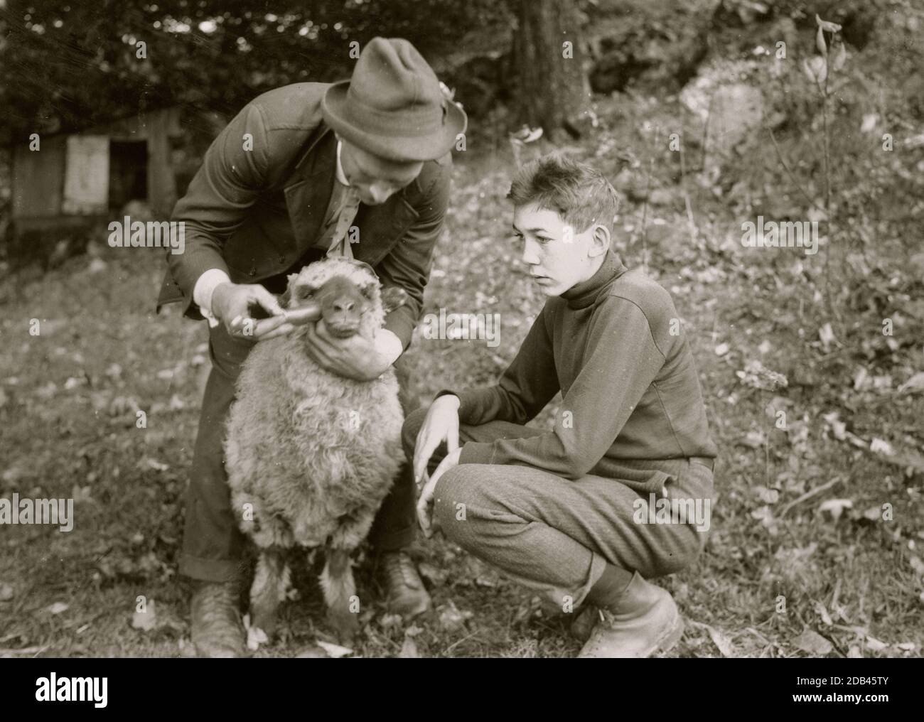 Forest Kellison, membre du Club 4 H traitant ses moutons pour des parasites internes sous la direction de Harold Willey, agent du Bureau agricole. 250 de ces clubs garçons et filles dans le comté. Banque D'Images