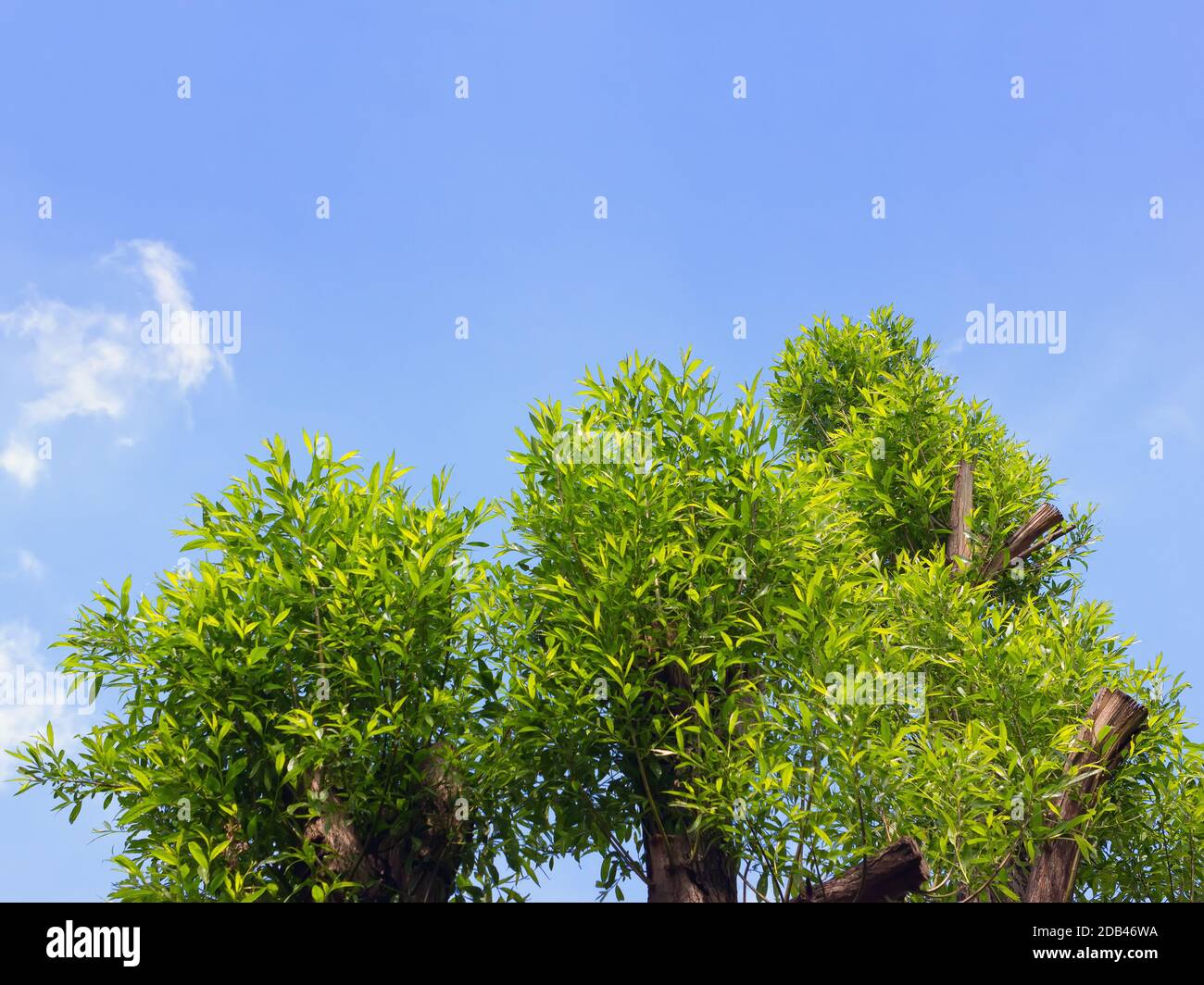 Le sommet d'une couronne de saule, avec de nouvelles branches vertes contre le ciel bleu du printemps. Espace pour la copie et la conception. Banque D'Images