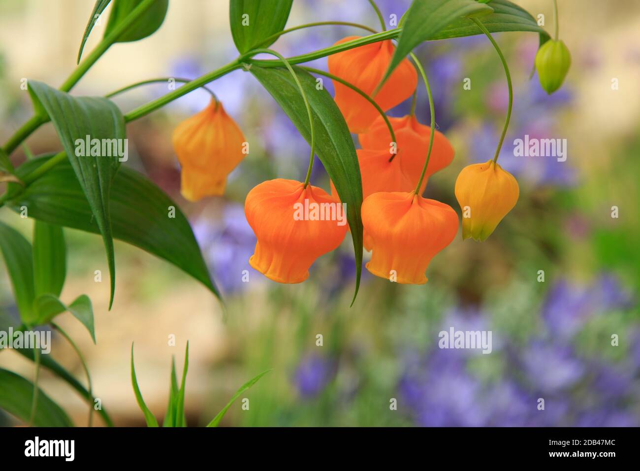 Avec ses fleurs orange accrochées à la longue tige verte de la lanterne  chinoise, cette plante est une vraie vue Photo Stock - Alamy