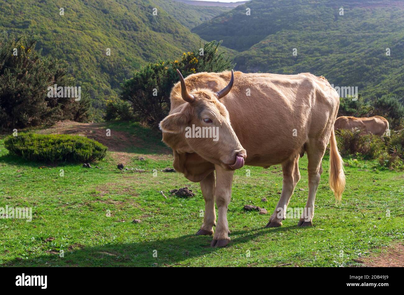 Cow standing dans la région des montagnes de l'île de Madère Banque D'Images