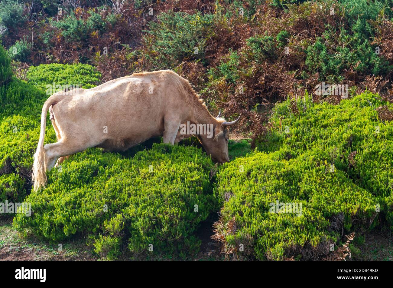 Cow standing dans la région des montagnes de l'île de Madère Banque D'Images