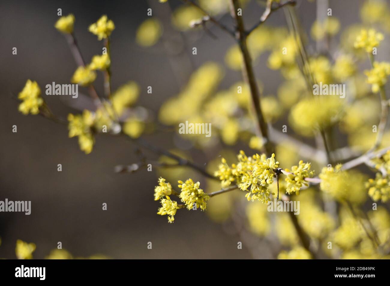 Blüten der Kornelkirsche, in Österreich auch Dirndlstrauch genannt - Die Blütezeit dieses Strauchs liegt im März/April, in der Regel sogar noch vor de Banque D'Images