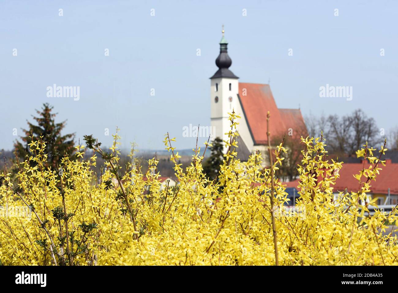 Ein Forsythien-Strauch im Frühling vor einer Kirche (Rüstorf, Bezirk Vöcklabruck, Oberösterreich, Österreich) - Der Strauch wächst aufrecht und erreic Banque D'Images