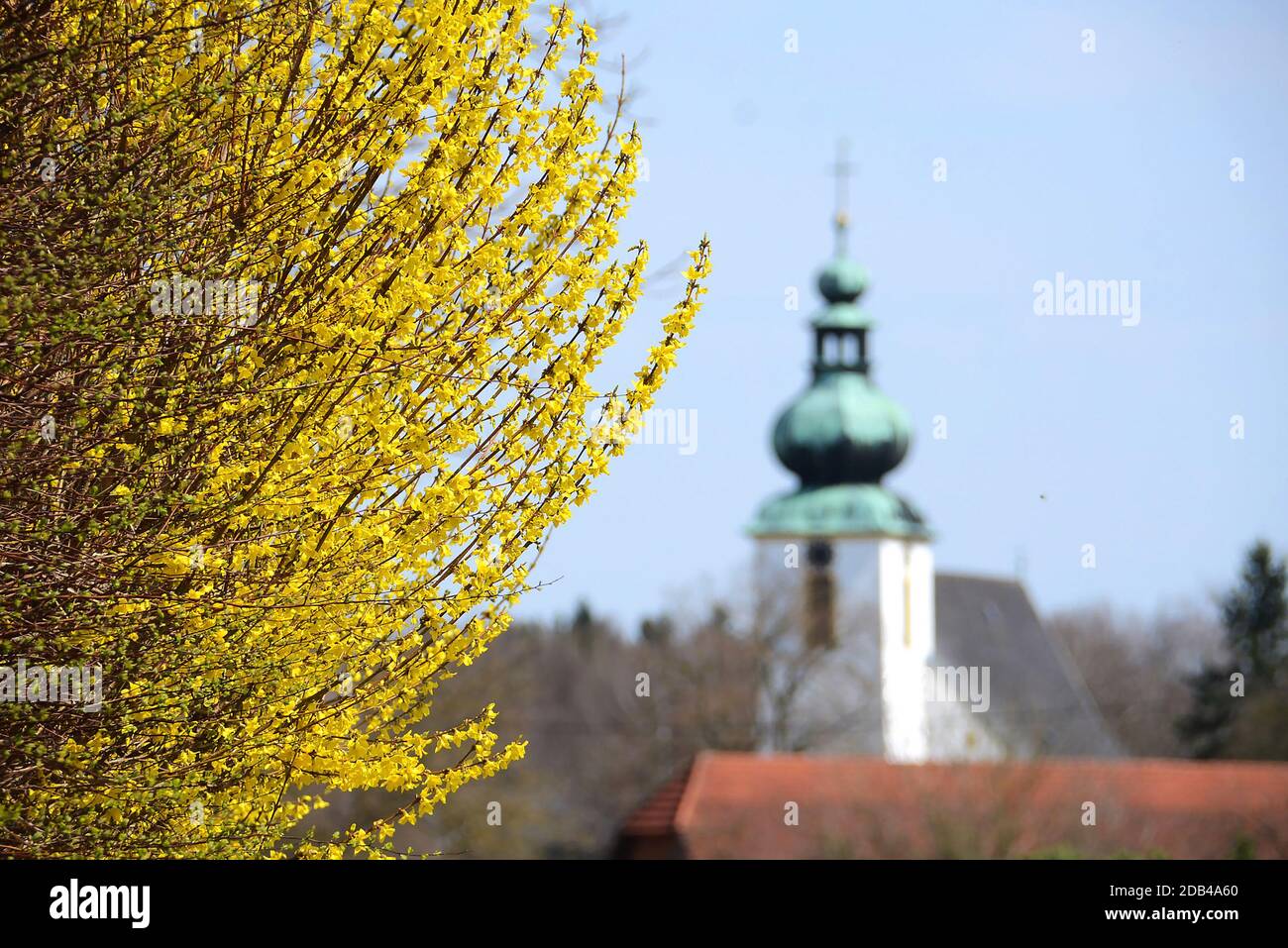 Der Strauch wächst aufrecht und erreicht eine Höhe von Drei bis vier Metern. Die gelben Blüten erscheinen noch vor dem Blattaustrieb im Frühjahr, je n Banque D'Images