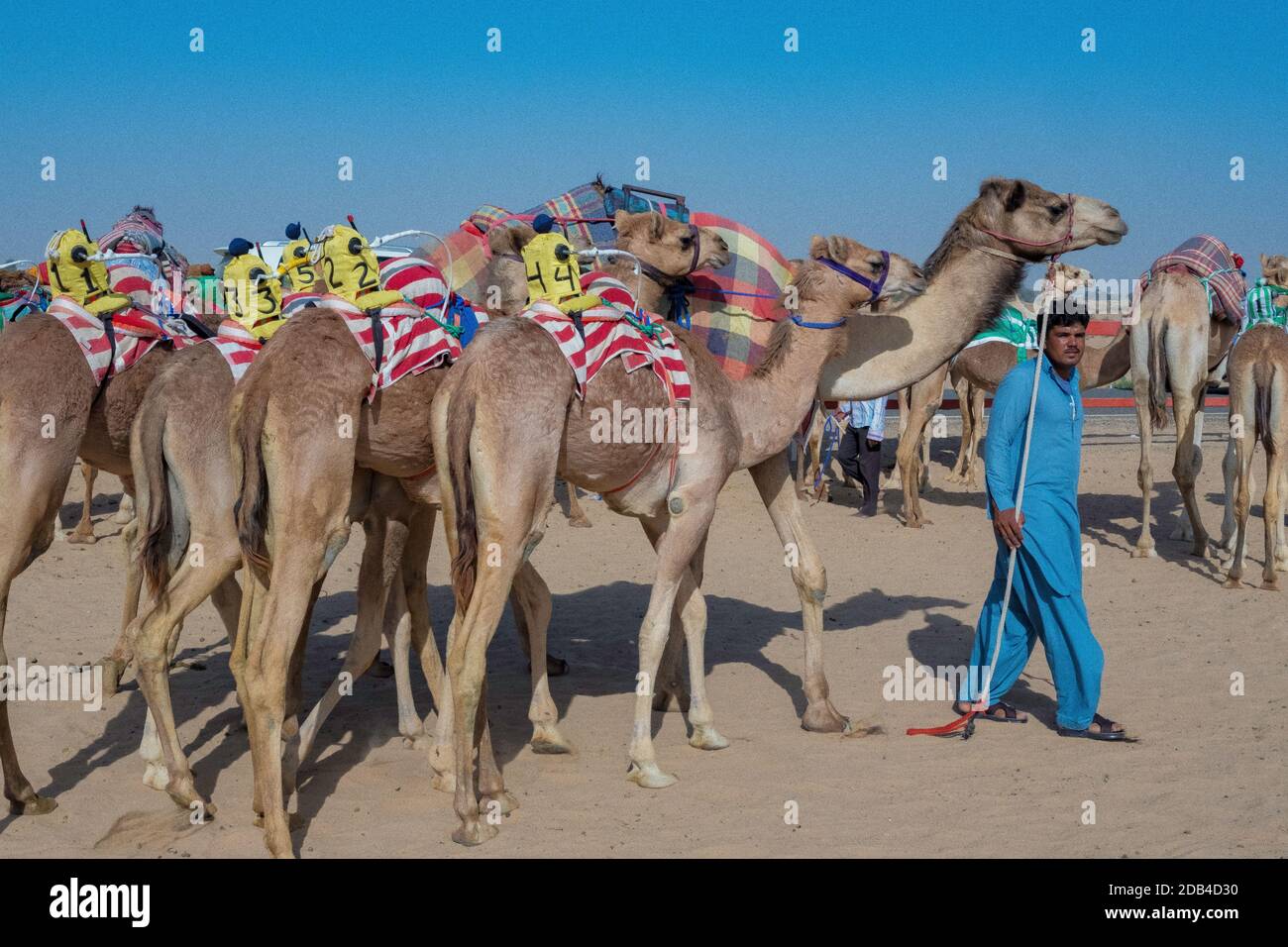 United Arab Emirates / Al Dhaid / course de chameaux Compete. À Al Dhaid Camel Race Track dans la région centrale de l'émirat de Sharjah . Dans une ta moderne Banque D'Images