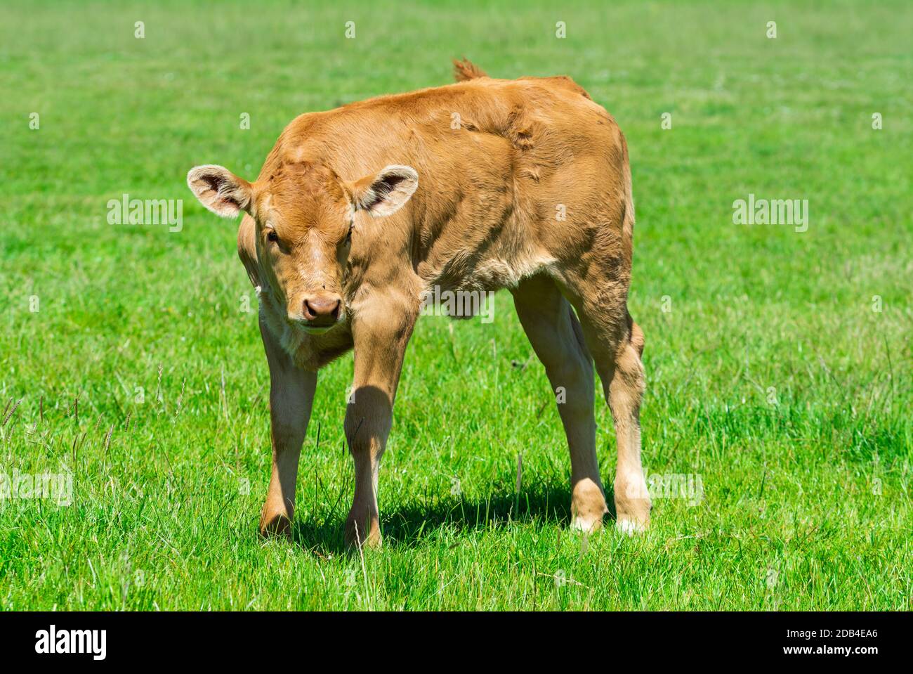 Jeune Vache Brune Solitaire Debout Sur L Herbe Dans Un Champ Au Royaume Uni Photo Stock Alamy Jeune Vache Brune Solitaire Debout Sur L Herbe Dans Un Champ Au Royaume Uni Photo Stock Alamy
