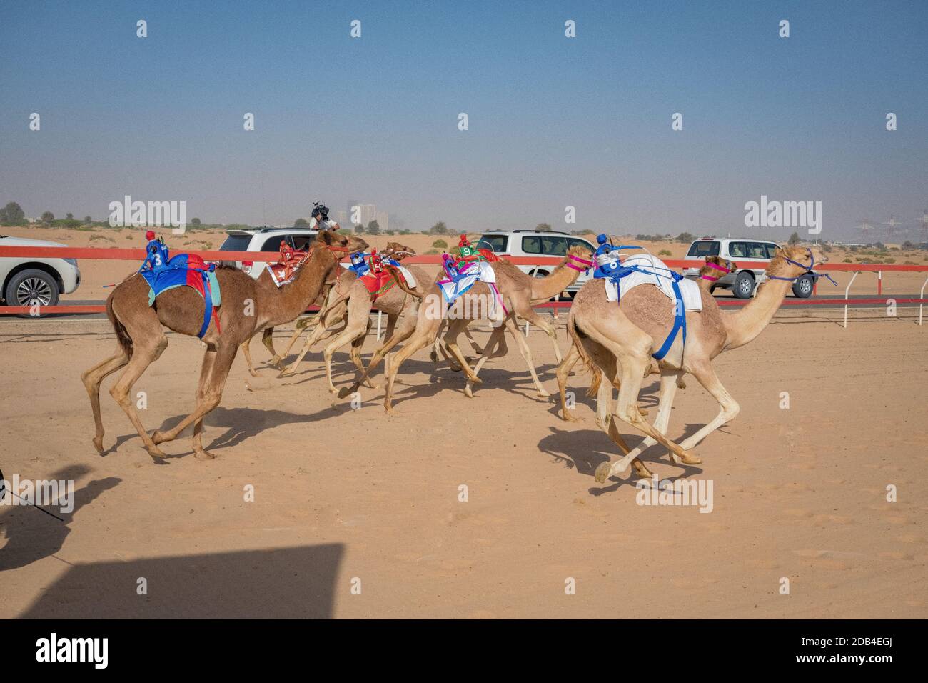 Emirats Arabes Unis / Al Dhaid / Camel Race in Région centrale de l'émirat de Sharjah aux États-Unis Émirats arabes voyant des animaux flanqués d'étendues Banque D'Images