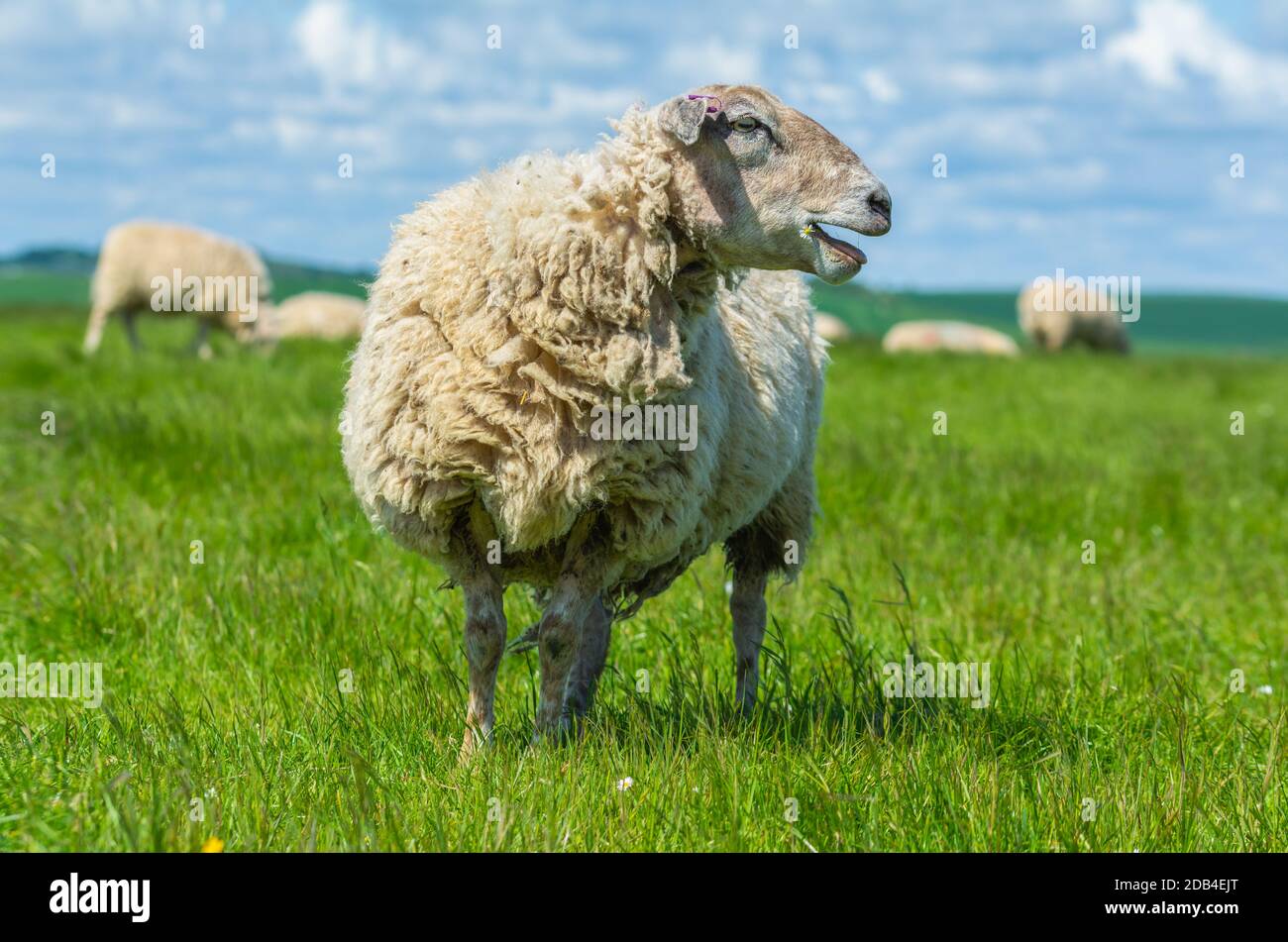 Un mouton blanc très laineux (Ovis Aries) debout dans un champ sur les South Downs à West Sussex, Angleterre, Royaume-Uni. Banque D'Images