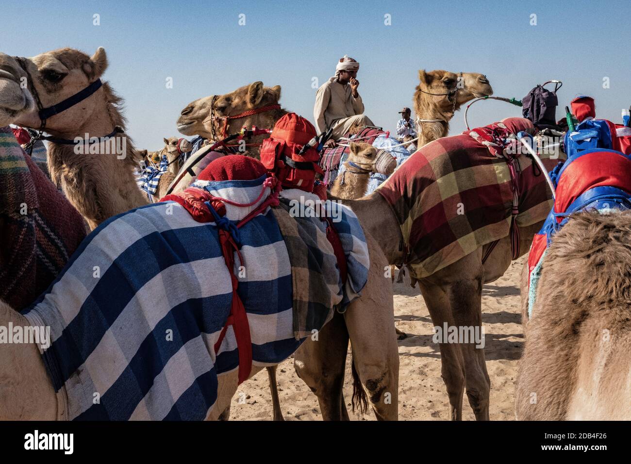 Emirats Arabes Unis / Al Dhaid / Camel Race in Région centrale de l'émirat de Sharjah aux États-Unis EmiratesLes manipulateurs sécurisent également les petites ele Banque D'Images