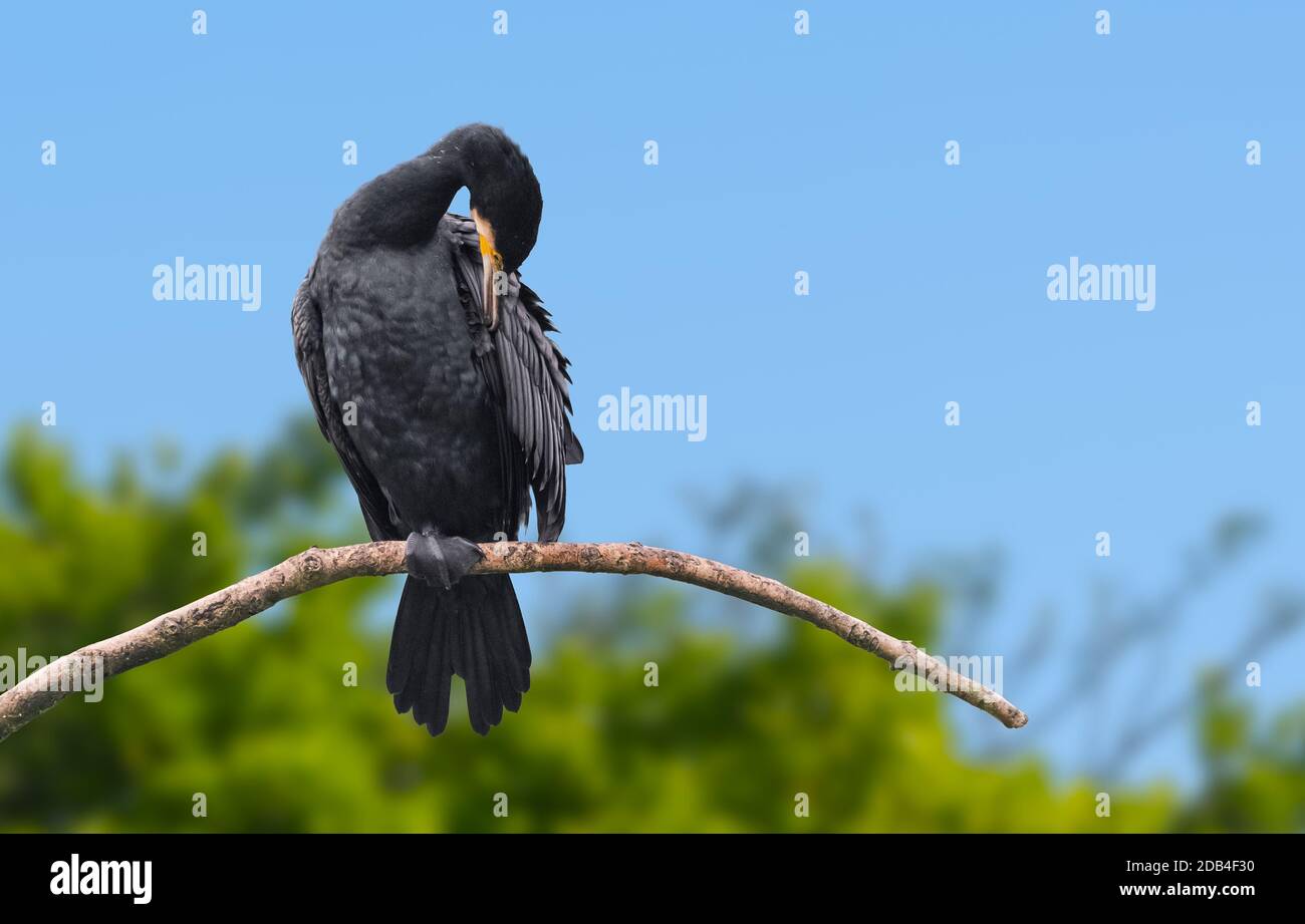 Oiseau Cormorant (Phalacrocorax carbo) perché sur une branche égratignure ou nettoyage en automne à West Sussex, Angleterre, Royaume-Uni. Avec espace de copie. Banque D'Images