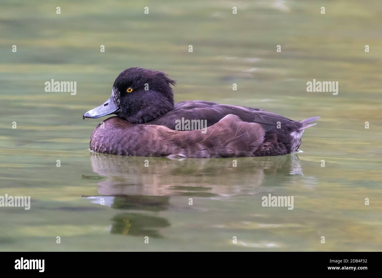 Vue latérale du canard touffeté femelle (Aythya fuligula) nageant dans l'eau dans un lac en automne à West Sussex, Angleterre, Royaume-Uni. Banque D'Images Vue latérale du canard touffeté femelle (Aythya fuligula) nageant dans l'eau dans un lac en automne à West Sussex, Angleterre, Royaume-Uni. Banque D'Images