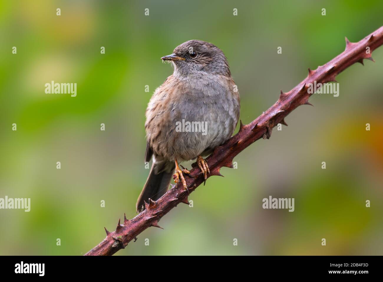 Un oiseau de Dunnock adulte (Prunella modularis), un petit passereau ou oiseau perçant, perchée sur une branche d'arbre en automne dans West Sussex, Angleterre, Royaume-Uni. Banque D'Images