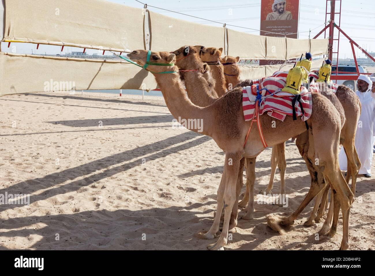 Emirats Arabes Unis / Al Dhaid / Camel Race Track dans la région centrale de l'émirat de Sharjah aux Emirats Arabes Unis. Au fur et à mesure que les courses se déroulent Banque D'Images