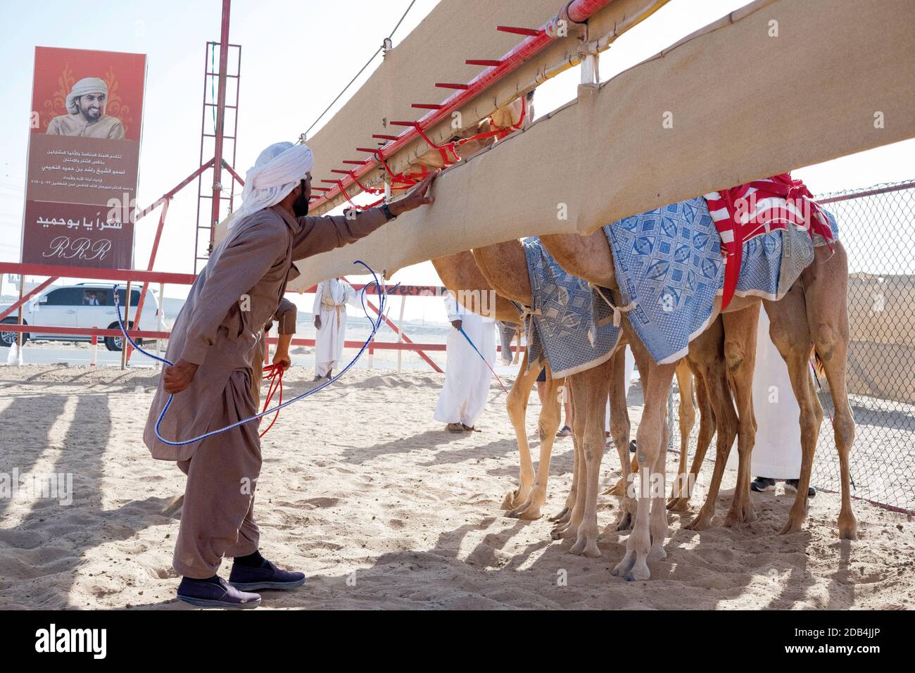 Emirats Arabes Unis / Al Dhaid / course de chameaux À l'hippodrome Al Dhaid Camel dans la région centrale De l'émirat de Sharjah .© Horst Friedric Banque D'Images