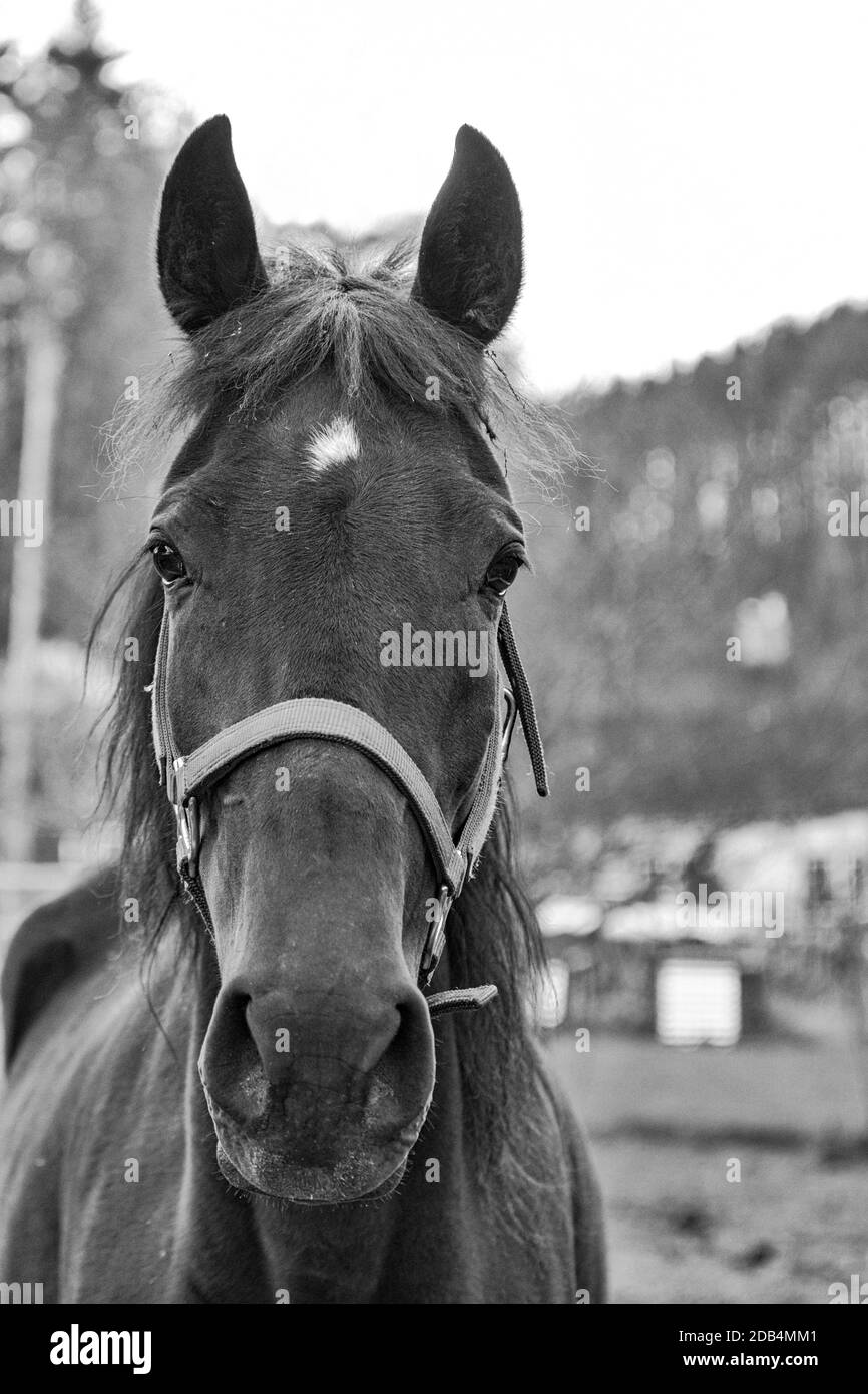 Gros plan d'un cheval noir (Equus ferus cabalus) avec une légère étoile marquant la caméra, avec la ferme en arrière-plan Banque D'Images